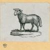 Sheep.