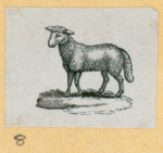 Sheep.