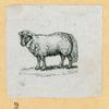 Sheep.