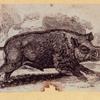 Boars, pigs, and sheep.