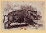 Boars, pigs, and sheep.