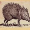Boars, pigs, and sheep.