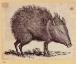 Boars, pigs, and sheep.