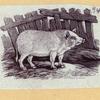 Boars, pigs, and sheep.