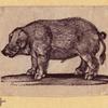 Boars, pigs, and sheep.