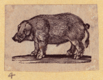 Boars, pigs, and sheep.