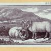 Boars, pigs, and sheep.