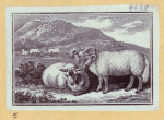 Boars, pigs, and sheep.