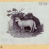 Boars, pigs, and sheep.