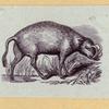 Boars, pigs, and sheep.