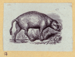 Boars, pigs, and sheep.