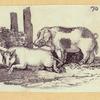 Boars, pigs, and sheep.