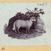 Boars, pigs, and sheep.