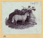 Boars, pigs, and sheep.