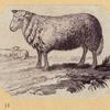 Boars, pigs, and sheep.
