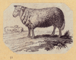 Boars, pigs, and sheep.