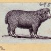 Boars, pigs, and sheep.