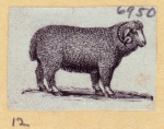 Boars, pigs, and sheep.