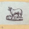 Boars, pigs, and sheep.