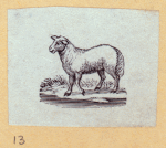 Boars, pigs, and sheep.