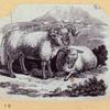 Boars, pigs, and sheep.