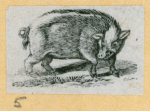 Bulls and pigs.