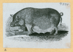 Bulls and pigs.