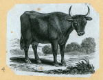 Bulls.