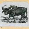 Bulls.