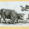 Bulls.