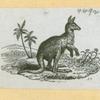 Bulls and kangaroos.