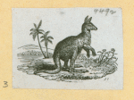 Bulls and kangaroos.