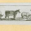 Bulls and kangaroos.