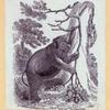 Elephants and a kangaroo.