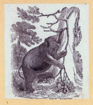 Elephants and a kangaroo.