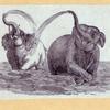 Elephants and a kangaroo.