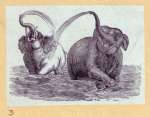 Elephants and a kangaroo.