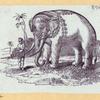 Elephants and a kangaroo.
