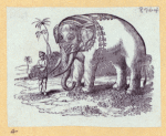Elephants and a kangaroo.