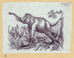 Elephants and a kangaroo.