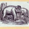 Elephants and a kangaroo.