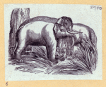 Elephants and a kangaroo.