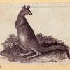 Elephants and a kangaroo.