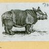 Elephants and rhinoceroses.