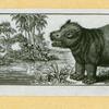 Elephants and rhinoceroses.