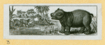 Elephants and rhinoceroses.