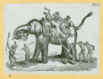 Elephants and rhinoceroses.