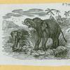 Elephants and rhinoceroses.
