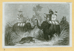 Elephants and rhinoceroses.