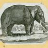Elephants and rhinoceroses.